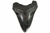 Fossil Megalodon Tooth - South Carolina #108894-1